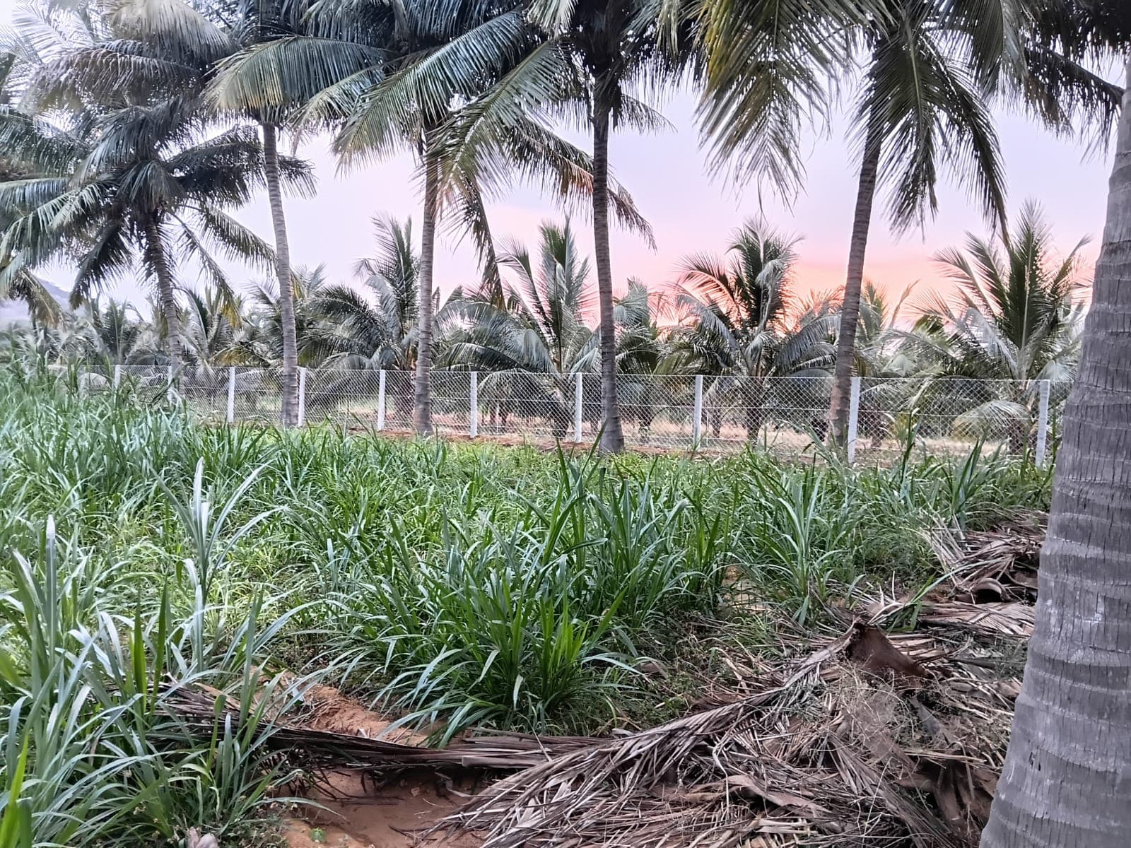 Sri Velmurugan Solar - Completed Chain Link Fencing Project 8
